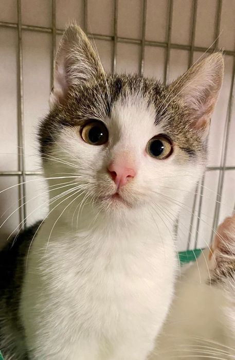 Kociak  kocurek kotek kotka kot biało bury bura trikolor