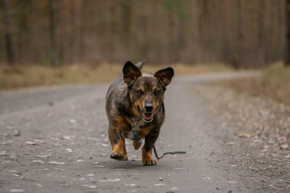 Stefan 5 letni psiak w typie jamniczka do adopcji