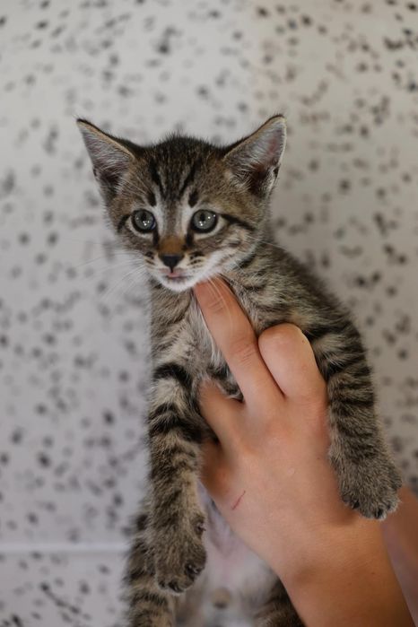 Do adopcji kocięta