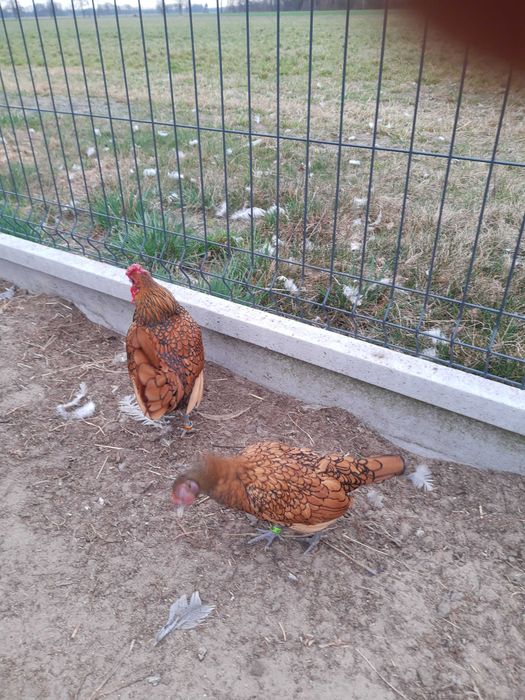 Kury serebrytki ozdobne