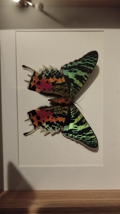 Motyl w ramce Urania Ripheus