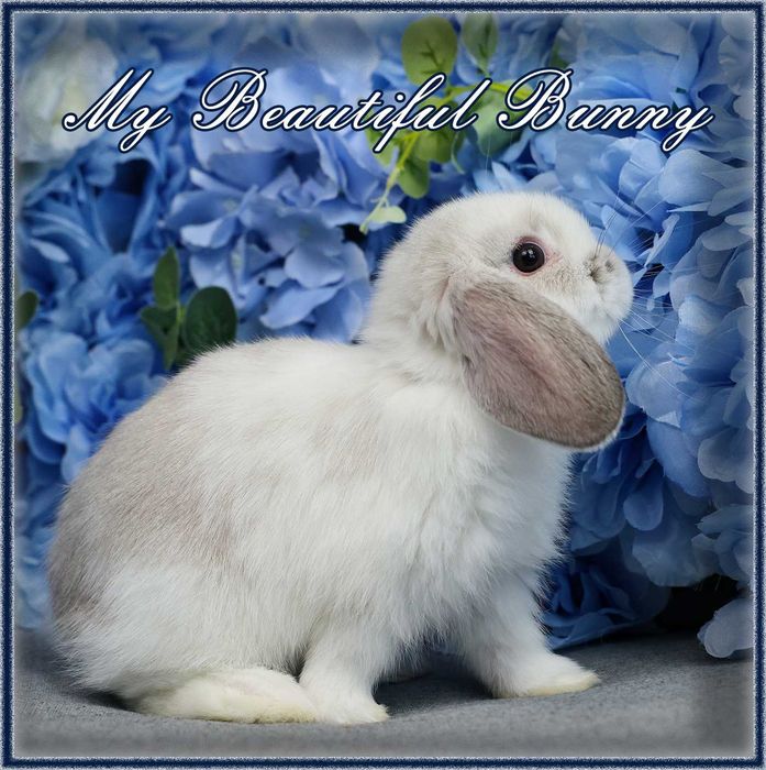 Piękny Królik 100% Mini Lop - Lilac Butterfly