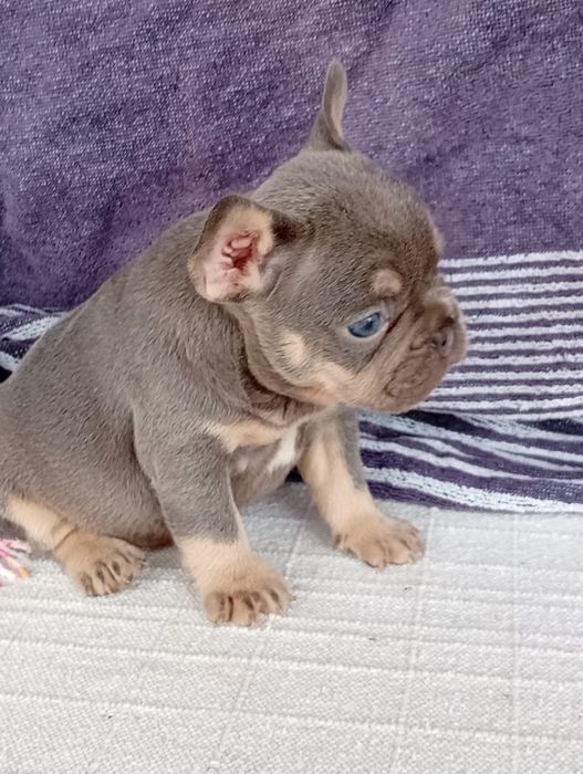 Buldog francês lilac tan