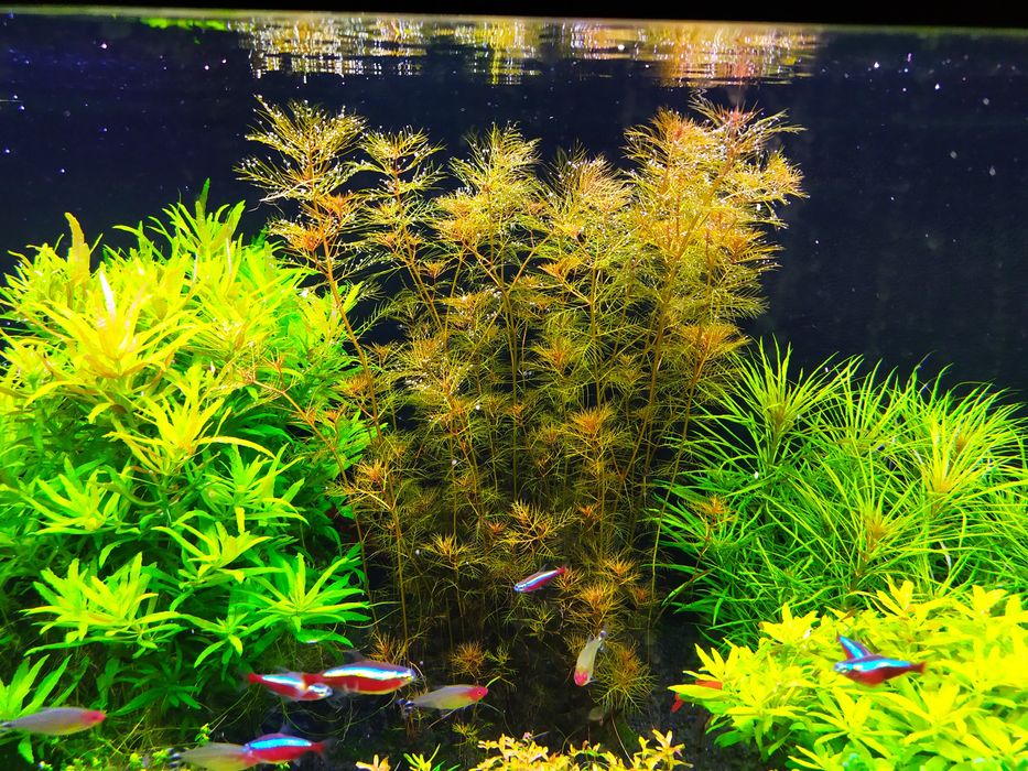 Wywłócznik rdzawy na 3 plan. Hodowla podwodna.  Gratisy.