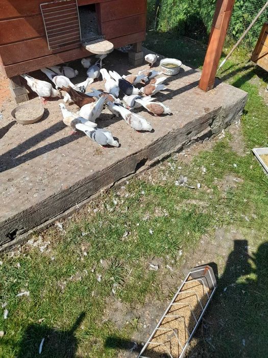 Sprzedam gołębie Mewki