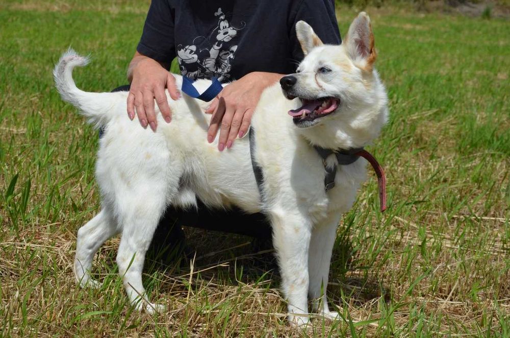 Kacper - niebieskooki prześliczny samotny ADOPCJA