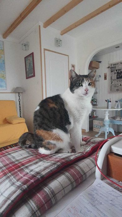 Gata linda de 1 ano carinhosa