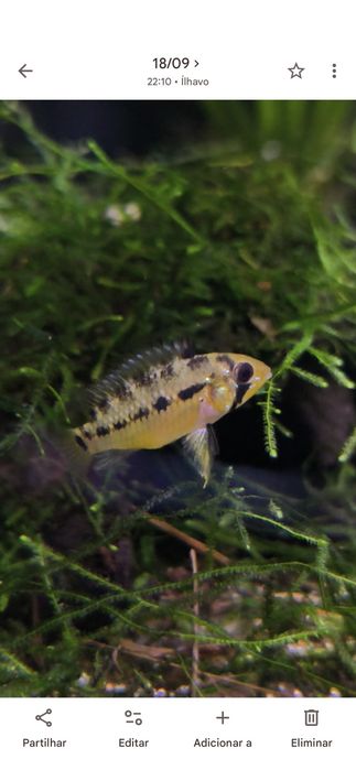 Apistogramas Hongsloi (casal)
