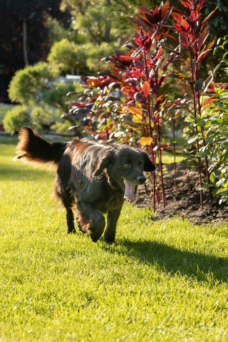 Flat Coated Retriever.