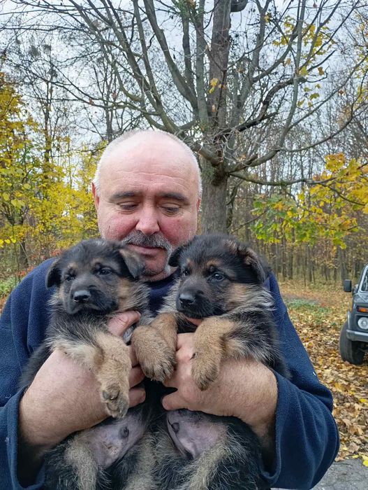 Німецька вівчарка.