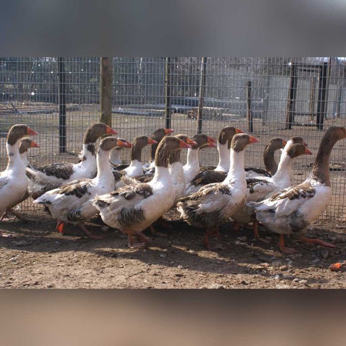 jaja lęgowe gęsi kartuskich siodłatych wysyłam