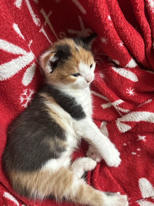 Kotki do adopcji
