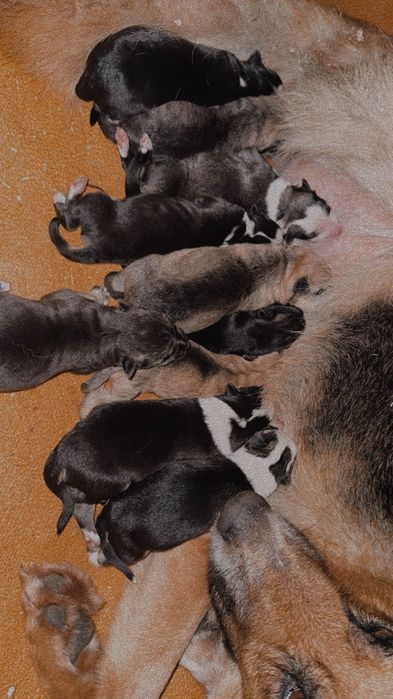 Cachorrinhos para dar