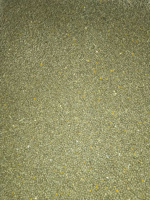 Sprzedam Seradele i Łubin