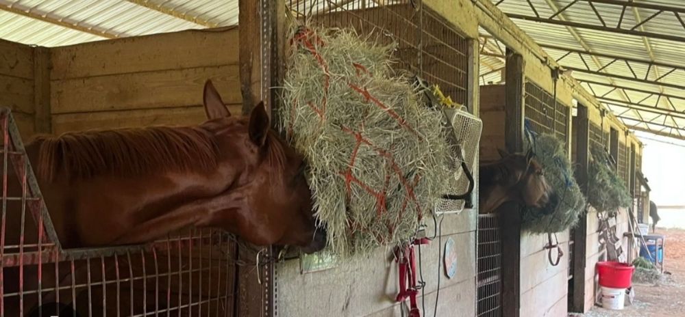 СІНО ДОСТАВКА ОТ 1 ШТ в тюках мешках (кукурузне и др), сено. В наличии