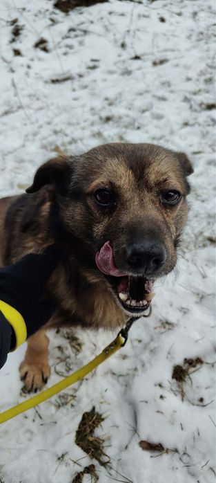 Uszko- wesoły mały i młody  piesek do adopcji