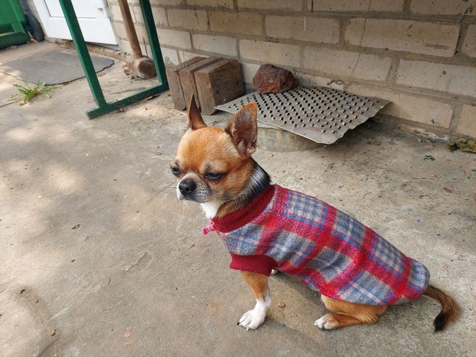 В'язка Чіхуа хуа