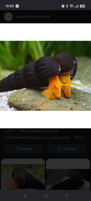 Caracol.   coelho