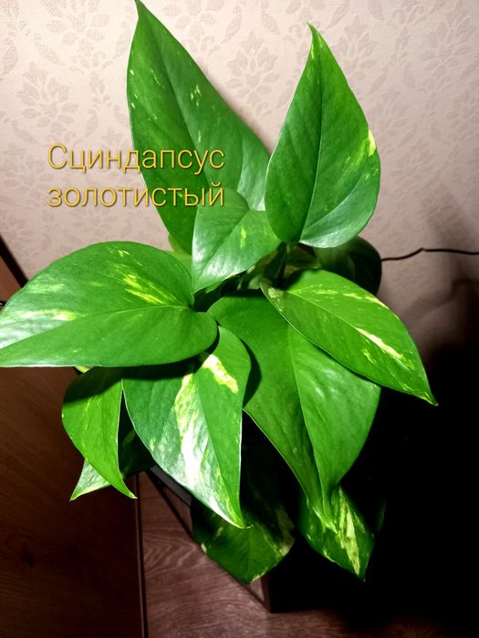 Сциндапсус золотистий,рясний вазон. Самовивіз Київ.