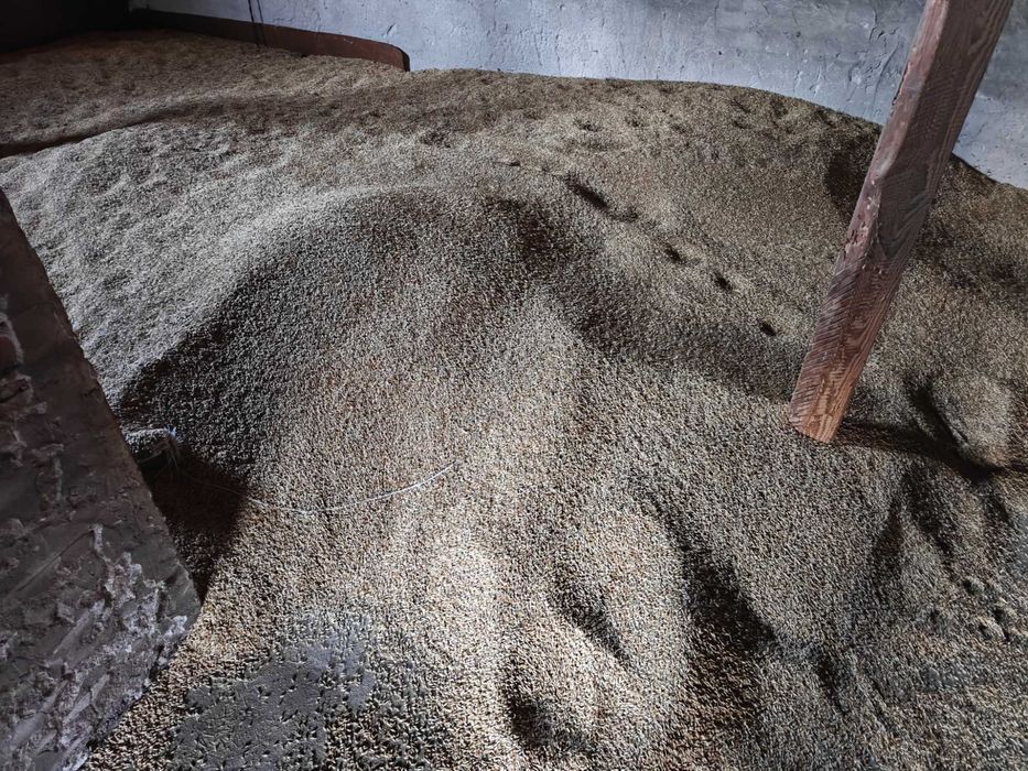 Jęczmień Ozimy Zboże Ziarno