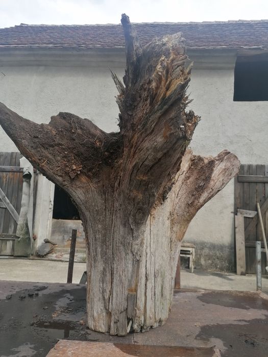 Konar Korzeń Dębowy