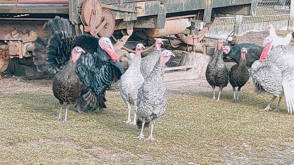 Indyki małe, indyczki pisklęta