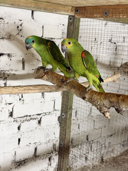 Aleksandretty oswojone