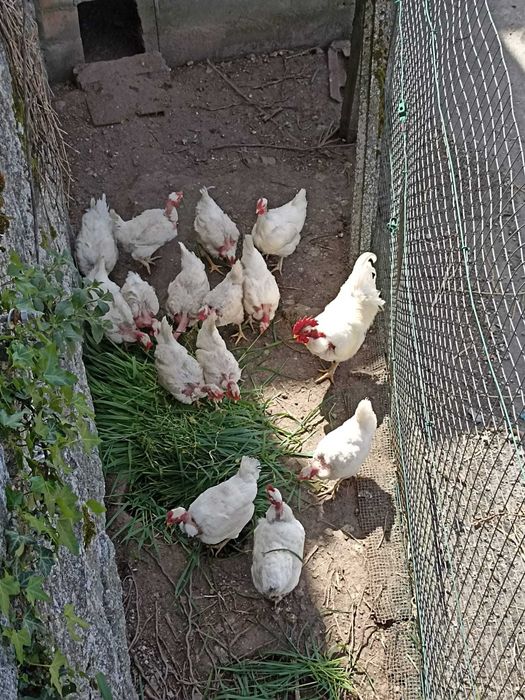 ovos para incubação Raça Branca