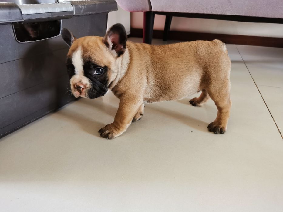 Buldog francuski