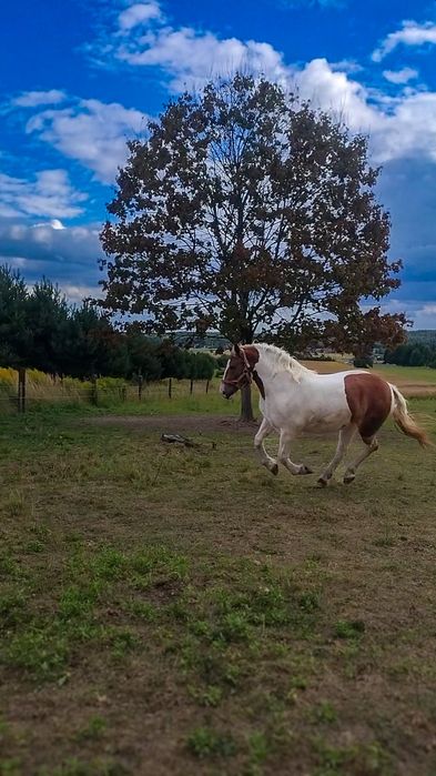 Klacz Srokata polski koń zimnokrwisty surowa