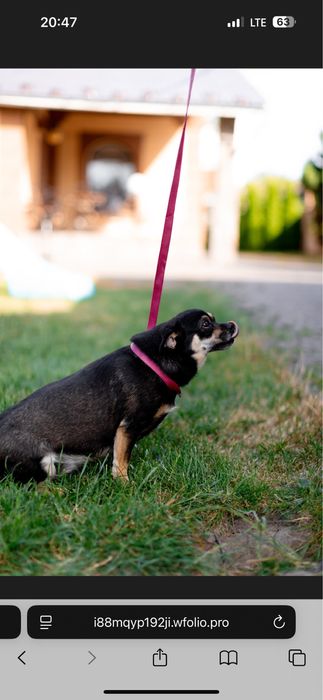 Прилаштовується собака
