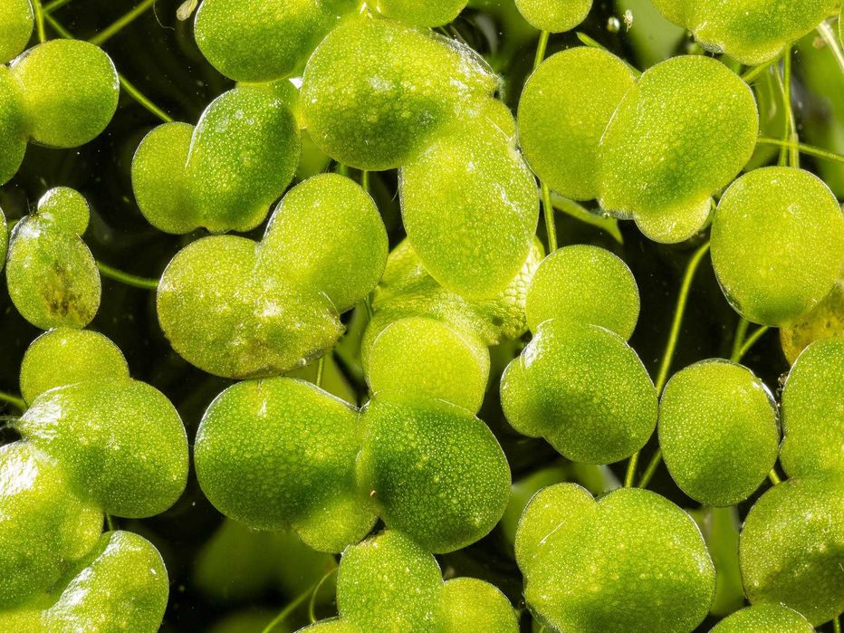 Lentilha de Água Viva (Lemna minor) | Planta Flutuante para Aquário e Lago