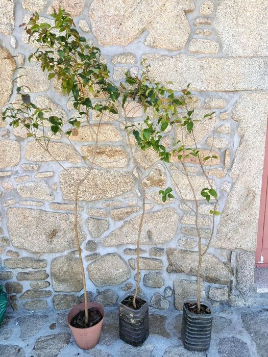 Pitangueiras a dar fruto. 1,5 m