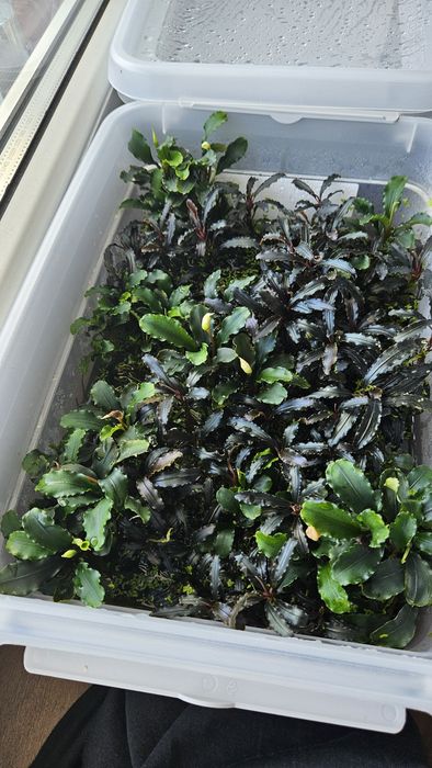 Bucephalandra wavy green