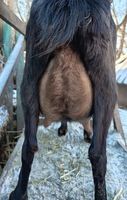 Козенята англонубійської породи 75%