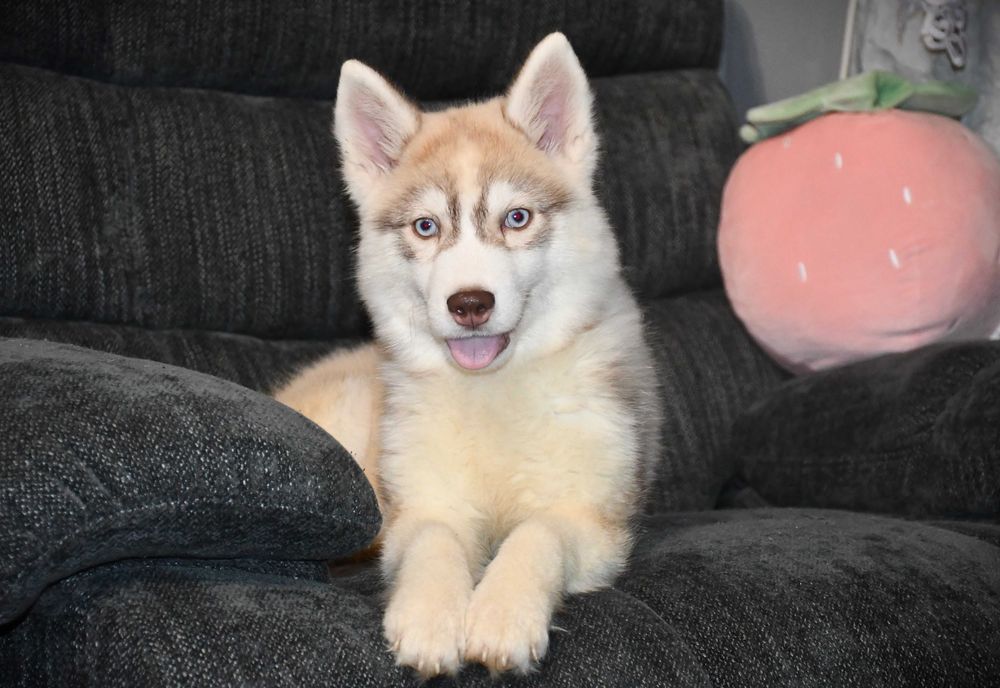Siberian Husky suczka z dokonałym rodowodem niebieskooka po Championie Polski