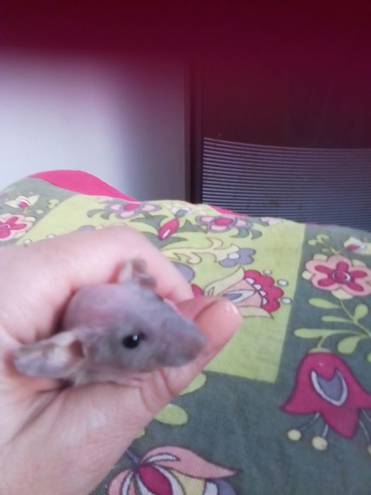 Продам декоратих крысок   Дабл Рекс-уникальнвя порода,фазз