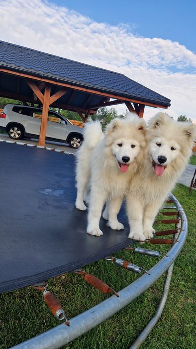 Szczeniaki Samoyed