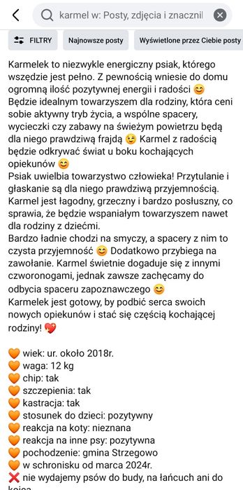 Karmel-przyjaciel dzieci czeka w Schronisku Napierki