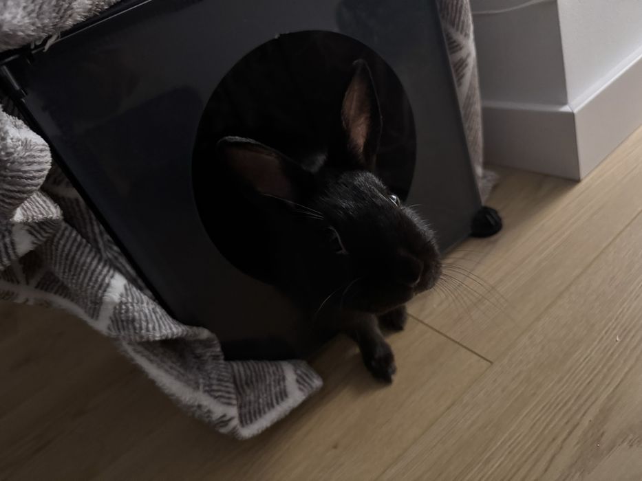 Królik do adopcji