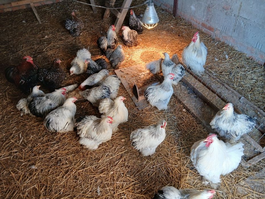 Kochiny miniaturowe karzełki