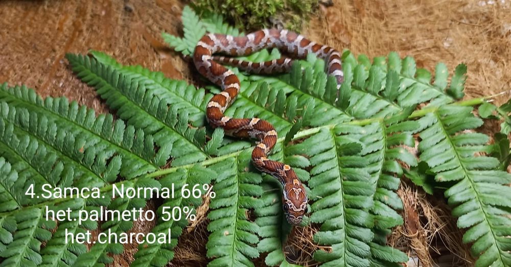 Waż zbożowy. Normal.Samce Samice