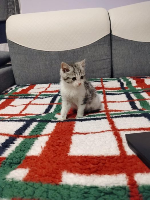 Oddam malutka kotkę.