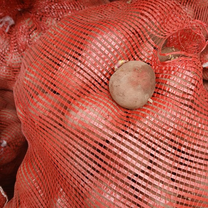 Ziemniaki wielkość sadzeniaki czerwone Bellarosa i Redlady ,WINETA