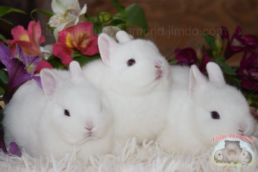 Мини ангелочки. Порода гермелин. Карликовый крольчонок. Белый кролик