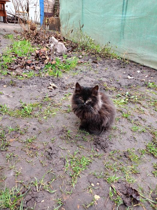 Кошенята шукають друзів і родину!