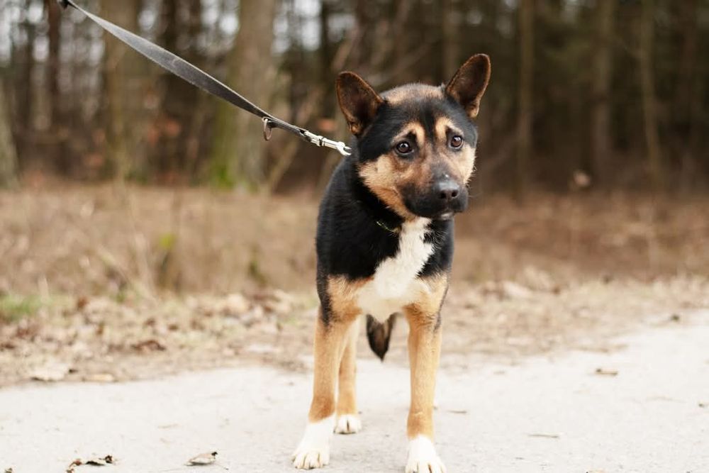 Aron - wrażliwy piesek dla cierpliwego człowieka