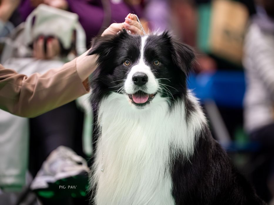 Border collie suczka blue merle ZKwP
