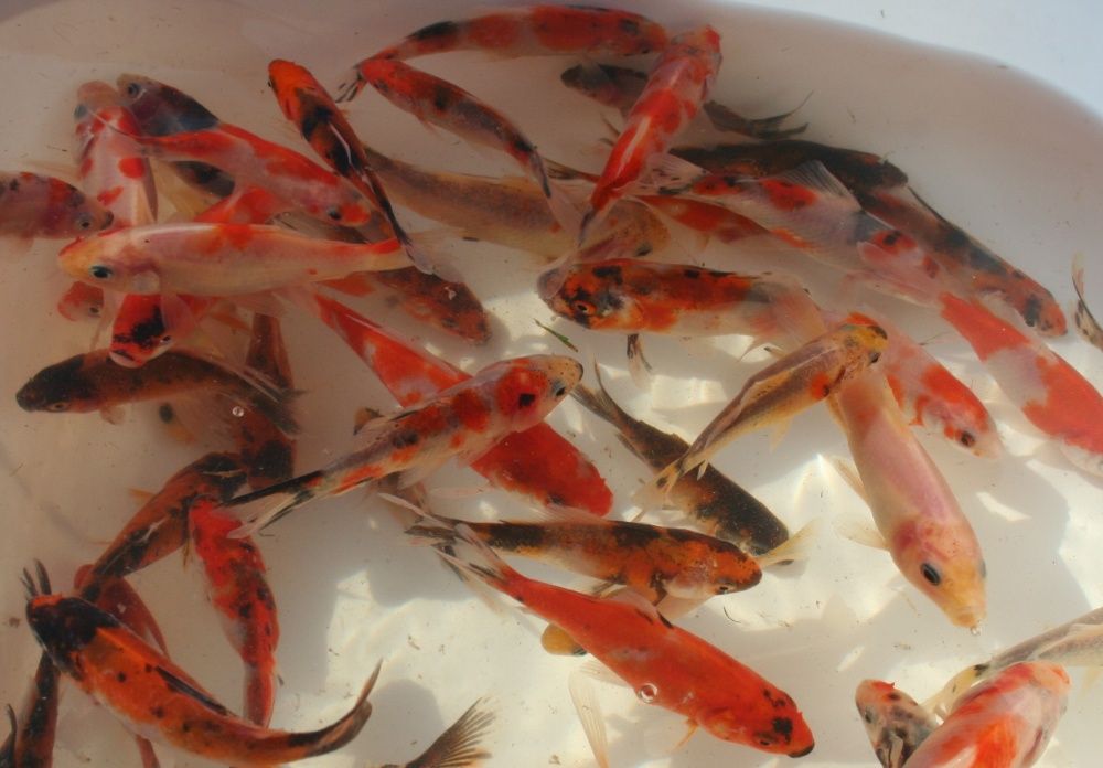 Karaś kolor Shubunkin. Ryby ozdobne RÓŻNE do zarybień stawów i oczek.