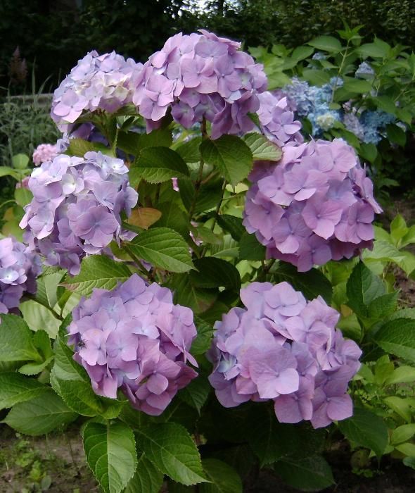 Гортензия крупноцветковая садовая